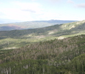 dead aspens trees throughtout a forest